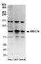 Ring Finger Protein 214 antibody, A304-700A, Bethyl Labs, Western Blot image 