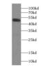 NADPH Oxidase 3 antibody, FNab05805, FineTest, Western Blot image 