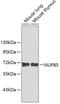 Nucleoporin 85 antibody, 19-079, ProSci, Western Blot image 