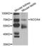 Nuclear receptor coactivator 4 antibody, abx004356, Abbexa, Western Blot image 