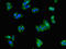 Glutamate Ionotropic Receptor NMDA Type Subunit 1 antibody, orb47399, Biorbyt, Immunocytochemistry image 