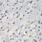 Proteasome Subunit Beta 10 antibody, A04960, Boster Biological Technology, Immunohistochemistry frozen image 