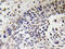 NEFH antibody, AP20624PU-N, Origene, Immunohistochemistry paraffin image 