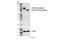 Prominin 1 antibody, 86781S, Cell Signaling Technology, Western Blot image 