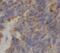 ATP Synthase F1 Subunit Gamma antibody, FNab00705, FineTest, Immunohistochemistry frozen image 