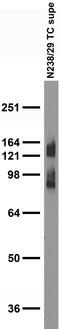DLG Associated Protein 1 antibody, 75-466, Antibodies Incorporated, Western Blot image 