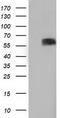 Butyrophilin Subfamily 1 Member A1 antibody, CF501529, Origene, Western Blot image 