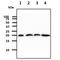 Diablo IAP-Binding Mitochondrial Protein antibody, GTX57593, GeneTex, Western Blot image 