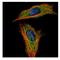 RAB GTPase Activating Protein 1 antibody, NBP2-15086, Novus Biologicals, Immunofluorescence image 