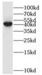 DNA-directed RNA polymerase III subunit RPC4 antibody, FNab06631, FineTest, Western Blot image 