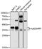 Aminoadipate-Semialdehyde Dehydrogenase-Phosphopantetheinyl Transferase antibody, 19-496, ProSci, Western Blot image 