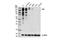 Ret Proto-Oncogene antibody, 14698S, Cell Signaling Technology, Western Blot image 