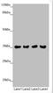 Mitochondrial import receptor subunit TOM34 antibody, orb41146, Biorbyt, Western Blot image 