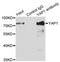 Yes Associated Protein 1 antibody, LS-C331201, Lifespan Biosciences, Immunoprecipitation image 