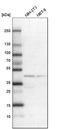 Casein Kinase 1 Epsilon antibody, HPA026288, Atlas Antibodies, Western Blot image 
