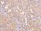 Cysteine And Tyrosine Rich 1 antibody, 103462-T08, Sino Biological, Immunohistochemistry frozen image 