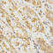 Golgi Associated, Gamma Adaptin Ear Containing, ARF Binding Protein 2 antibody, 14-174, ProSci, Immunohistochemistry paraffin image 