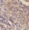 MCL1 Apoptosis Regulator, BCL2 Family Member antibody, FNab05054, FineTest, Immunohistochemistry frozen image 