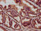 Iron-Sulfur Cluster Assembly Factor IBA57 antibody, CSB-PA722566LA01HU, Cusabio, Immunohistochemistry paraffin image 