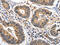 MutS Homolog 3 antibody, CSB-PA024849, Cusabio, Immunohistochemistry frozen image 