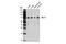 MLLT1 Super Elongation Complex Subunit antibody, 14893S, Cell Signaling Technology, Western Blot image 
