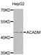 Acyl-CoA Dehydrogenase Medium Chain antibody, LS-B12895, Lifespan Biosciences, Western Blot image 