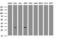 Inhibitor Of Growth Family Member 2 antibody, LS-C175429, Lifespan Biosciences, Western Blot image 