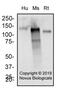 CD13 antibody, NBP2-77451, Novus Biologicals, Western Blot image 