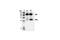 MYC Associated Factor X antibody, 4732S, Cell Signaling Technology, Immunoprecipitation image 
