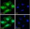 Iodothyronine Deiodinase 2 antibody, NBP1-00178, Novus Biologicals, Immunofluorescence image 