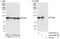 XAB2 antibody, A303-638A, Bethyl Labs, Immunoprecipitation image 