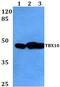 T-Box 10 antibody, PA5-36338, Invitrogen Antibodies, Western Blot image 
