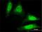 Deleted in azoospermia protein 1 antibody, H00001617-M01, Novus Biologicals, Immunofluorescence image 