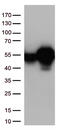 Calreticulin antibody, TA813229, Origene, Western Blot image 