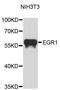 Early Growth Response 1 antibody, STJ23496, St John