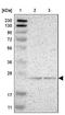Glutamine Amidotransferase Like Class 1 Domain Containing 1 antibody, NBP1-93843, Novus Biologicals, Western Blot image 