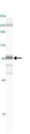 p65 antibody, NBP2-27416, Novus Biologicals, Flow Cytometry image 