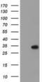 Regulatory Factor X Associated Ankyrin Containing Protein antibody, MA5-25859, Invitrogen Antibodies, Western Blot image 