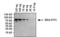 FITC antibody, MA5-14696, Invitrogen Antibodies, Western Blot image 