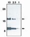 C-C Motif Chemokine Ligand 11 antibody, PA1-12544, Invitrogen Antibodies, Western Blot image 