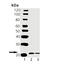 Vesicle-associated membrane protein 2 antibody, ADI-VAS-SV006-F, Enzo Life Sciences, Western Blot image 