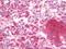 Mitochondria antibody, orb178753, Biorbyt, Immunohistochemistry paraffin image 