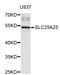 Calcium-binding mitochondrial carrier protein SCaMC-2 antibody, STJ26388, St John