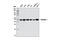 Enolase 1 antibody, 13410S, Cell Signaling Technology, Western Blot image 