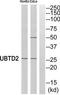 Ubiquitin Domain Containing 2 antibody, TA315986, Origene, Western Blot image 