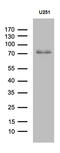 Coiled-Coil Domain Containing 27 antibody, M18116, Boster Biological Technology, Western Blot image 
