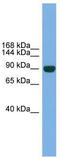 Neuronal PAS Domain Protein 2 antibody, TA341805, Origene, Western Blot image 
