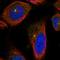 Centrosomal protein CP110 antibody, HPA039402, Atlas Antibodies, Immunofluorescence image 