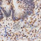 Histone Cluster 3 H3 antibody, A2363, ABclonal Technology, Immunohistochemistry paraffin image 
