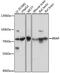 BRCA1 Associated Protein antibody, 16-611, ProSci, Western Blot image 